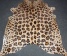 Egzotinių gyvūnų (zebro, jaguaro) rašto karvės kailio kilimai            